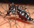 Dengue: epidemia preocupa populao capixaba - Epidemia de dengue