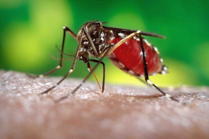 Ibatiba fora da lista de municpios com casos de zika - Chikungunya e Zika