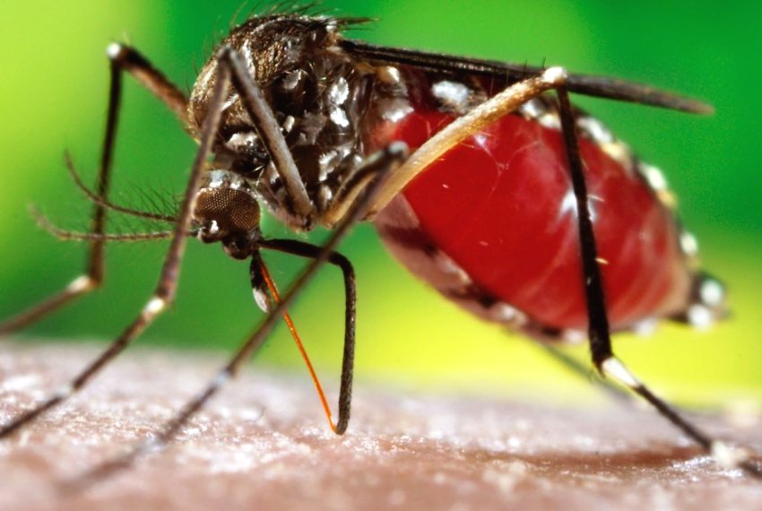 Sade divulga 9 Boletim da Dengue - 3.095 casos