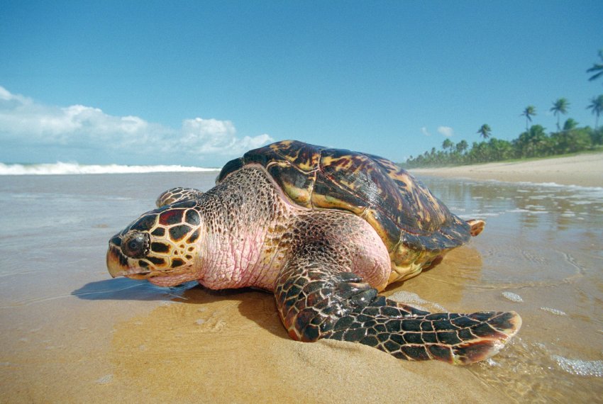 Estudo avaliar impactos da Samarco nas tartarugas - Ecologia