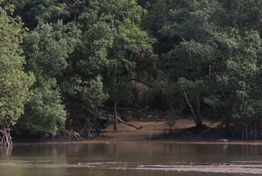 Comma cria Cmara Tcnica para recuperao de manguezais - Piraqueau e Mirim