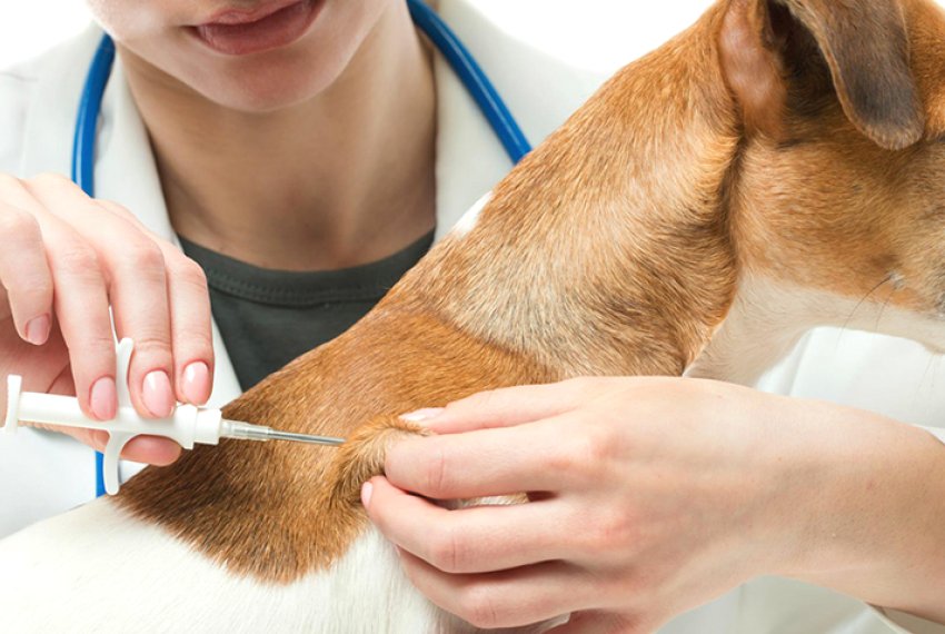Dia D da Vacinao Antirrbica em animais domsticos - No sbado dia 02