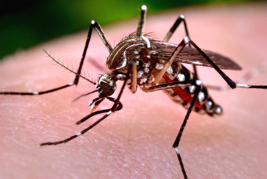 Vigilncia Ambiental reduz ndices do Aedes Aegypti - Monitoramento