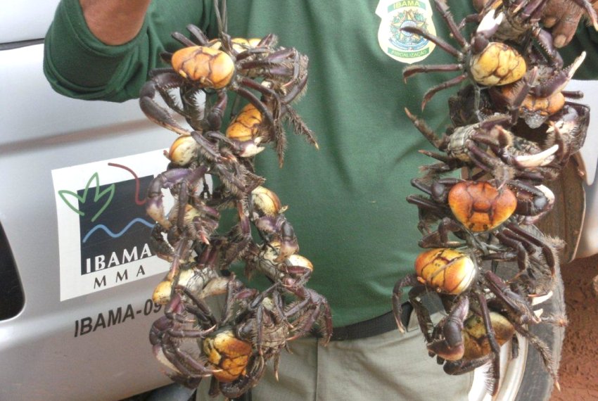 Prefeitura divulga cronograma de entrega das cestas bsicas - Defeso do caranguejo