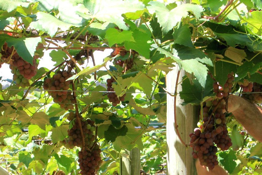 Colheita de uva  iniciada no interior de Anchieta - Circuito turstico