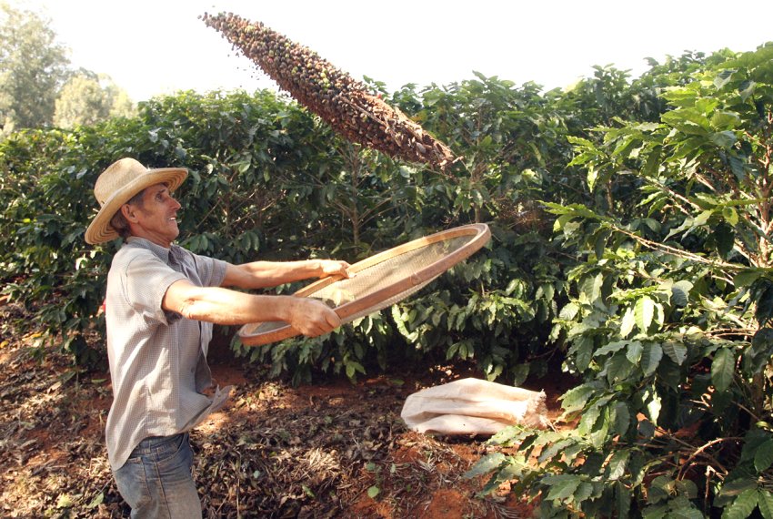 Estado participa com 19.7% da produo de caf no Brasil - Agronegcio