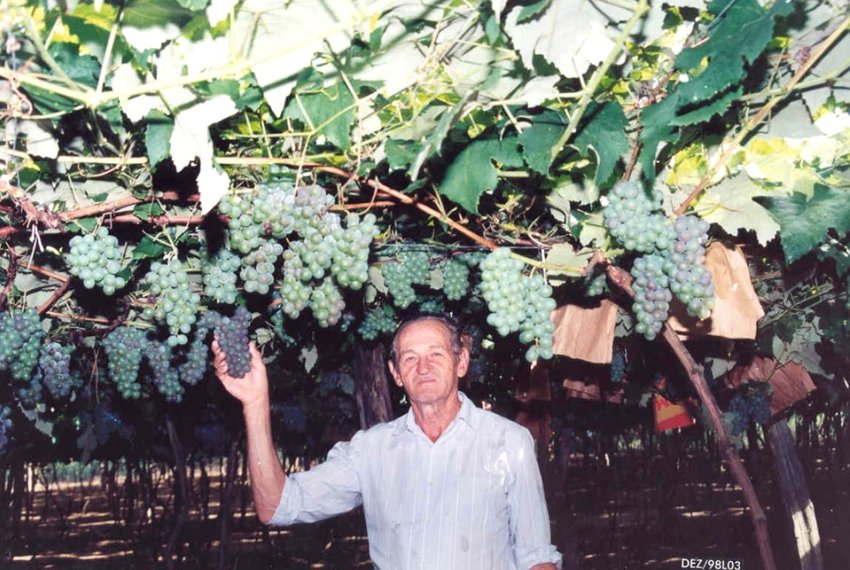 Produo de uva e vinho  destaque no Esprito Santo - Vitivinicultura