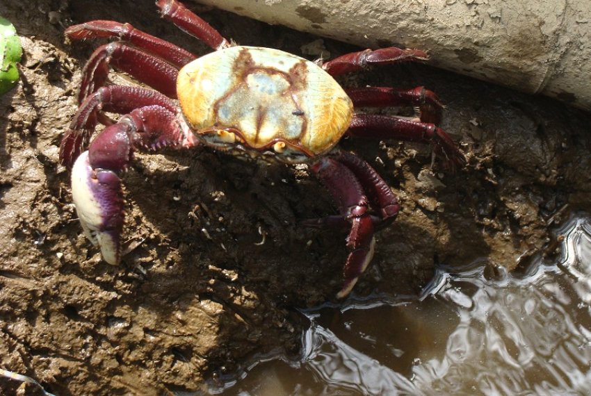 Andada do caranguejo-u comea no dia 29 de janeiro - Proibio