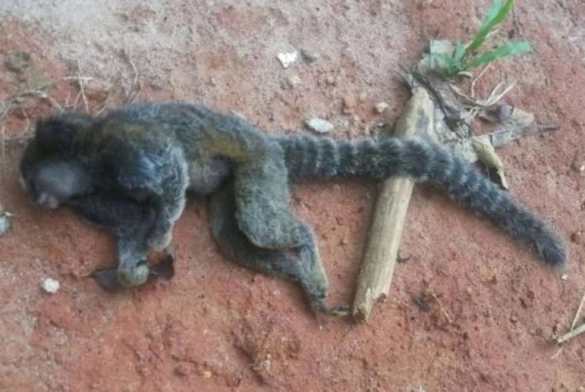 Macacos so encontrados mortos em reserva de municpio - Febre Amarela