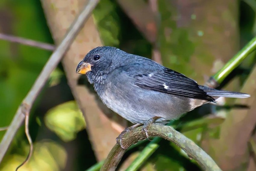 Prefeitura comemora registro de ave ameaada de extino - Aricanga