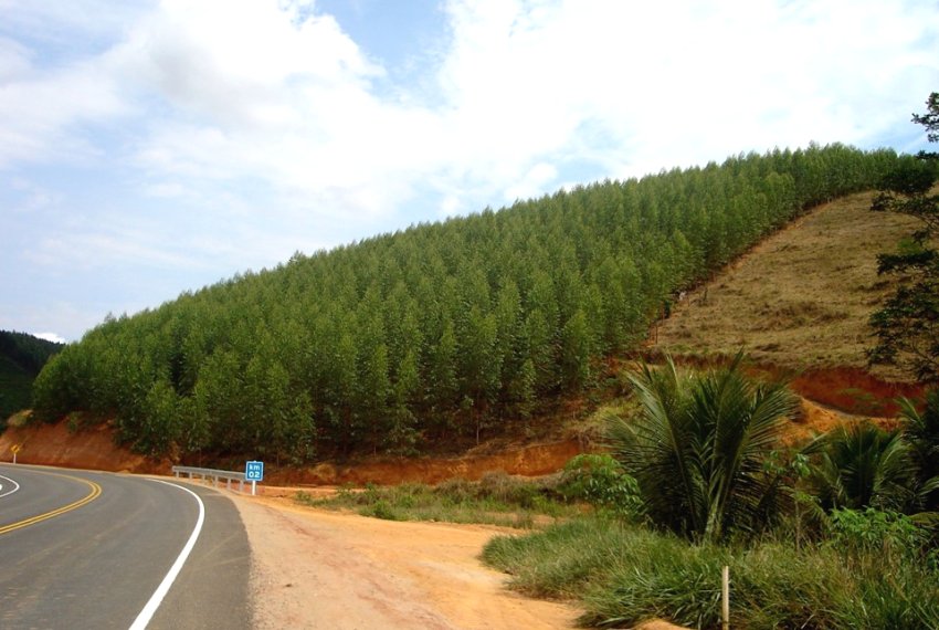 Poltica Mais Floresta Produtiva incentiva a silvicultura - Agronegcio