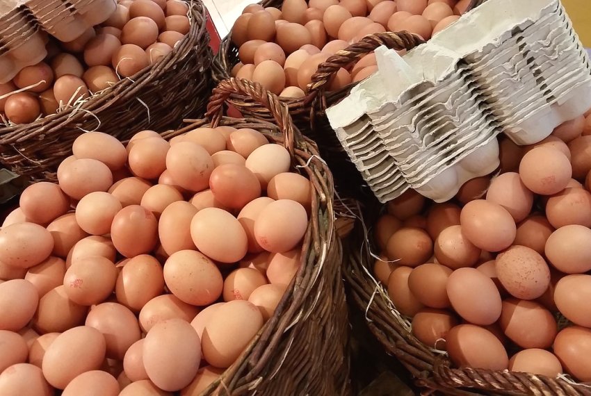 Bandes fomenta produo de ovos caipiras no interior do ES - Avano na avicultura