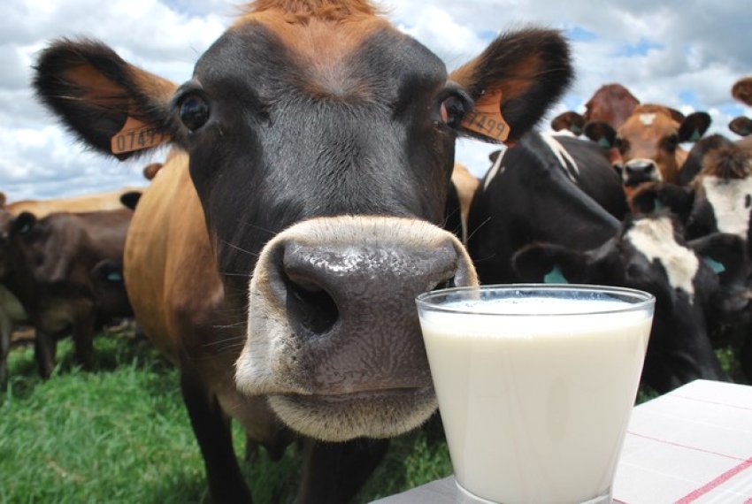 Proposta aumenta ICMS do leite produzido em outros estados - Protecionismo