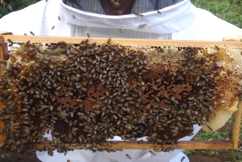 Projeto avalia a produo de mel na regio do Rio Doce - Incaper
