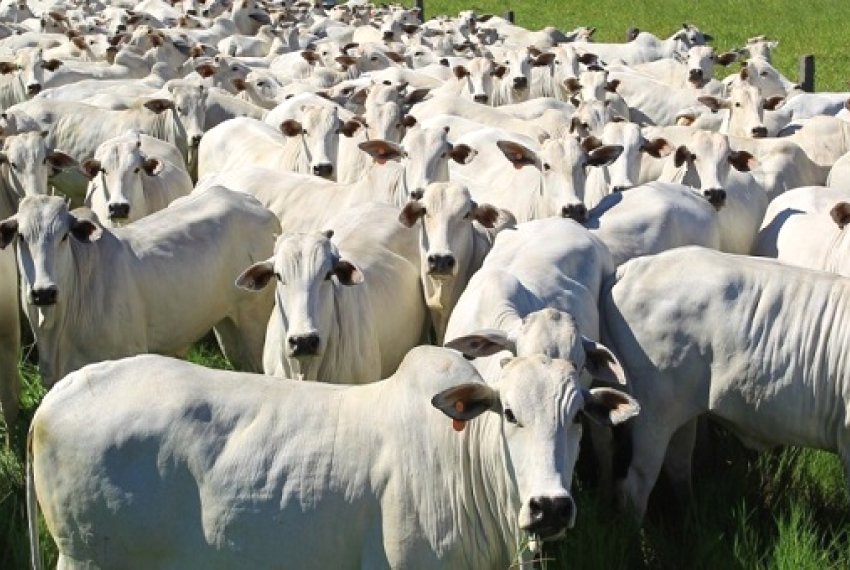 Trar clnica de melhoramento gentico de gado - ExpoSul Rural