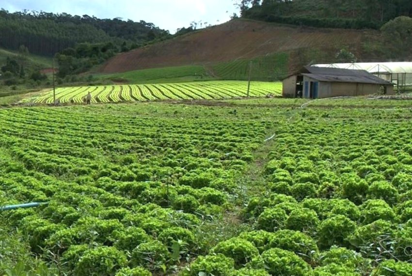 Lavouras de hortalias produzem menos que o previsto - Excesso de chuva