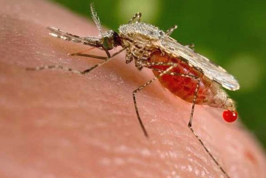 ES registra 44 casos de malria e uma morte confirmada - Saiba mais