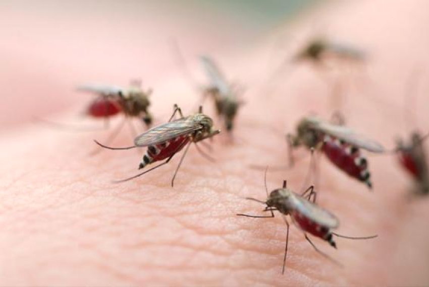 Confirmado 106 casos de malria no ES - Sade