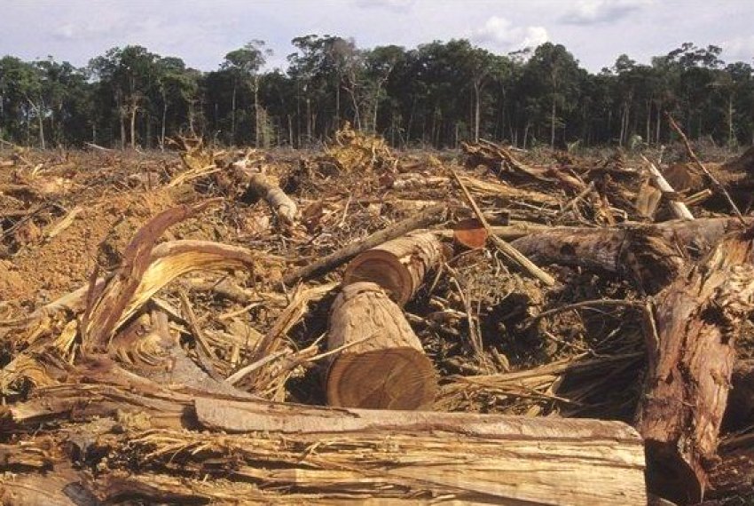 Iniciada operao contra o desmatamento da Mata Atlntica - Meio ambiente