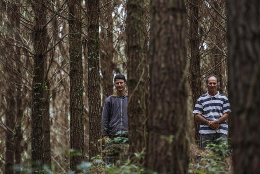 Incentivo  produo florestal  aprovado na Ales - Homem do campo