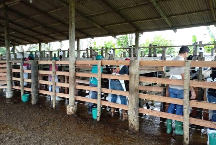 Incaper reabre curso de inseminao artificial de bovinos - Homem do campo