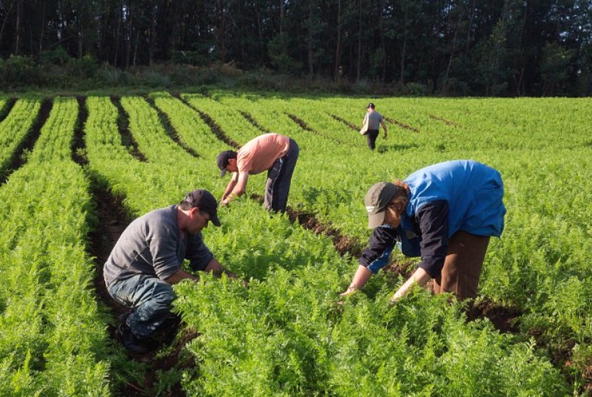 Governo libera mais R$ 6 bi a pequenos e mdios agricultores - Financiamento