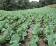 Plantio direto na palha: prtica agroecolgica em expanso na Regio Serrana - Agroecologia