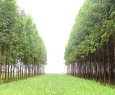Sancionada em Ecoporanga lei que probe plantio desordenado de eucalipto - Zoneamento