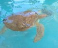 Espcie rara de tartaruga em Vitria  atrao no Projeto Tamar no Carnaval - Faa uma visita