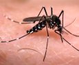 18 mortes confirmadas por dengue no ES em 2015. Outras 21 esto sob investigao. - Perigo