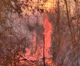 Fogo se alastra por mata e atinge Reserva de Sooretama - Incndio